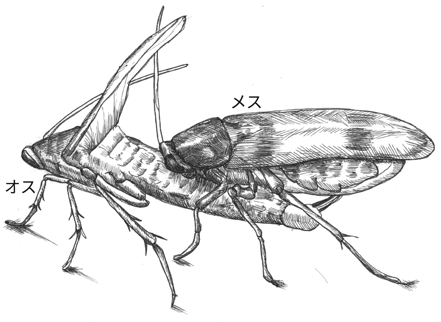 昆虫たちの不思議な性の世界 ゴキブリの求愛 一色出版