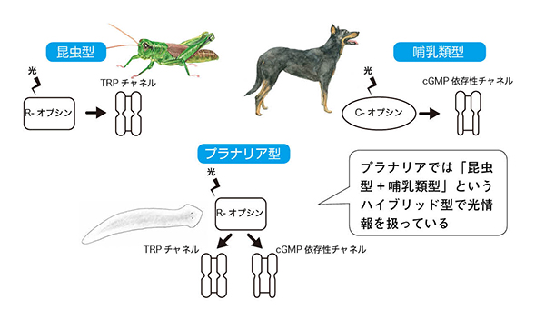 第3章 脳の再生と集中神経系の起源 プラナリアの脳 一色出版 第3章 脳の再生と集中神経系の起源 プラナリアの脳 一色出版