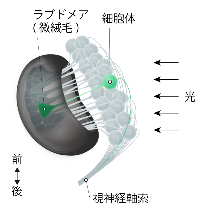 第3章 脳の再生と集中神経系の起源―プラナリアの脳 | 一色出版 第3章 脳の再生と集中神経系の起源―プラナリアの脳 | 一色出版