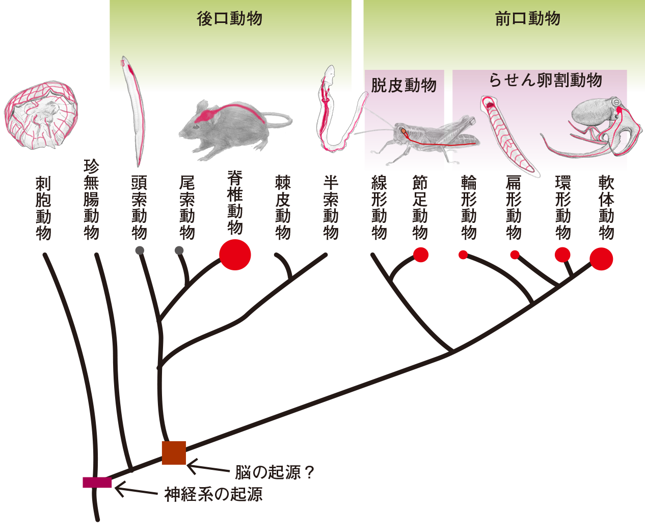 脳の不思議な世界 オンライン版プレゼント 一色出版