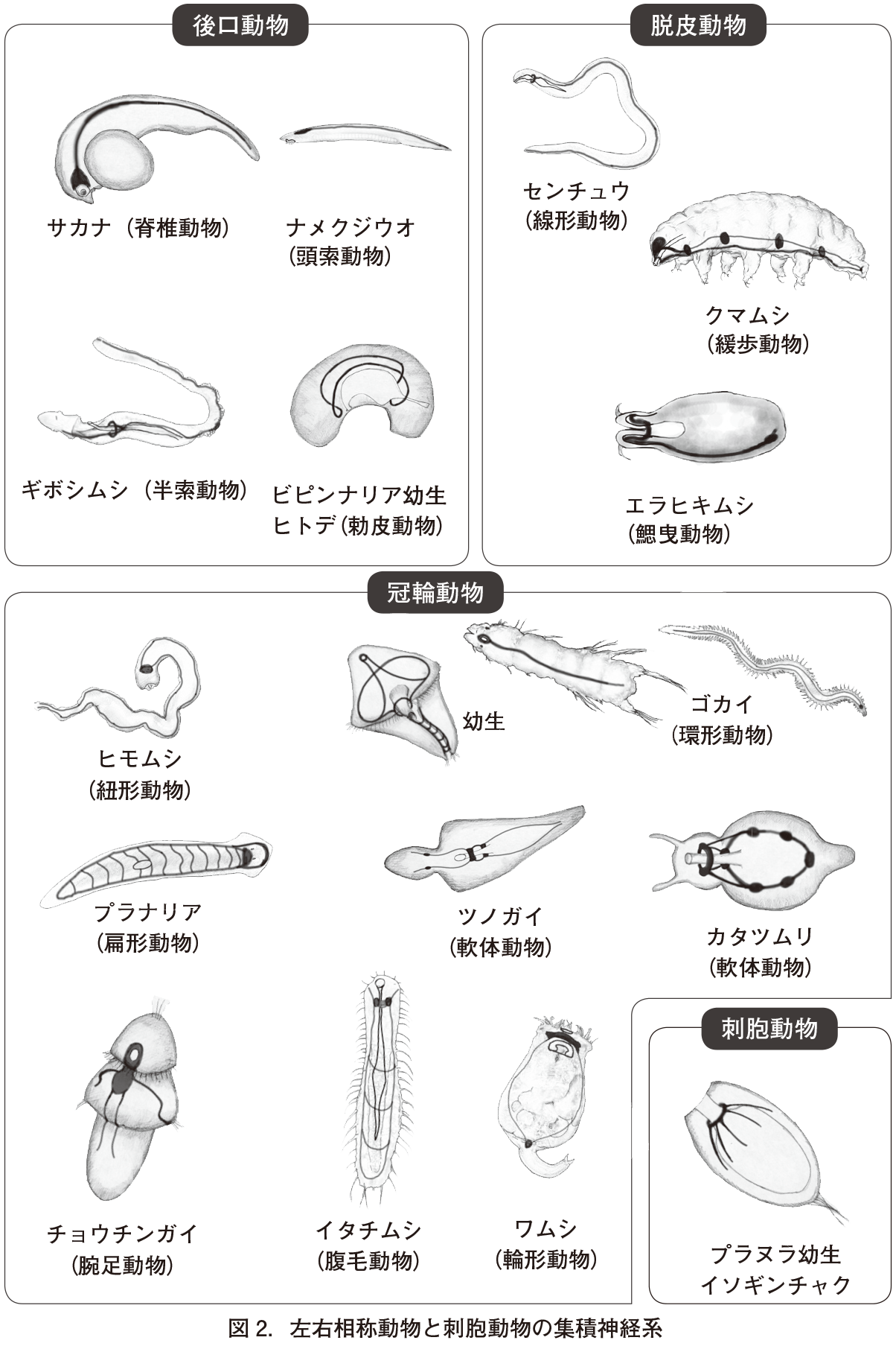 図2．左右相称動物と刺胞動物の集積神経系