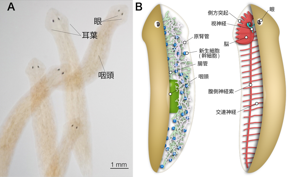 第３章 脳の再生と集中神経系の起源 プラナリアの脳 一色出版