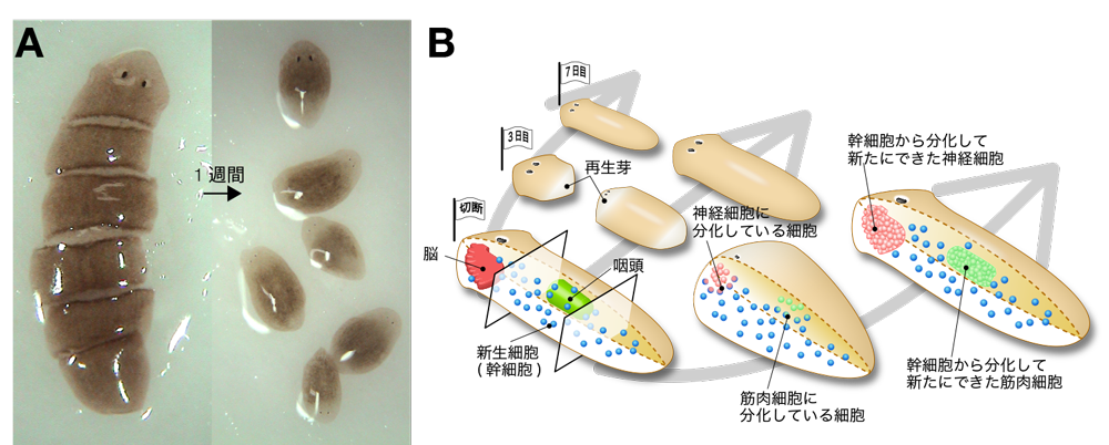 第３章 脳の再生と集中神経系の起源 プラナリアの脳 一色出版