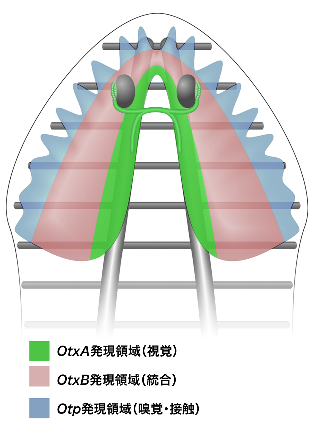 第３章 脳の再生と集中神経系の起源 プラナリアの脳 一色出版