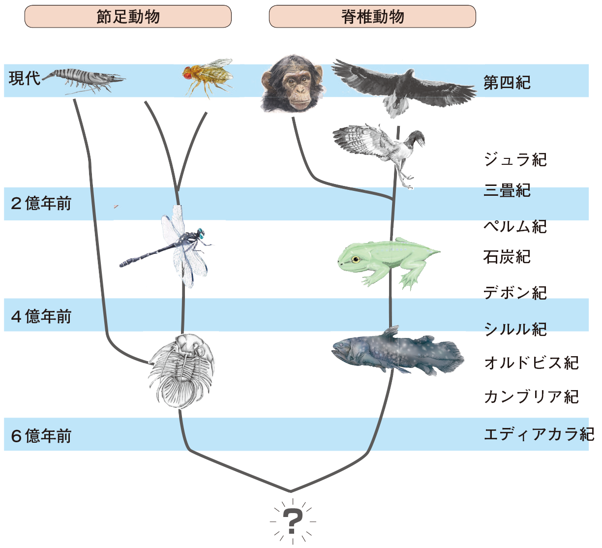 第４章 小型でハイスペックな脳の獲得 昆虫の脳 一色出版