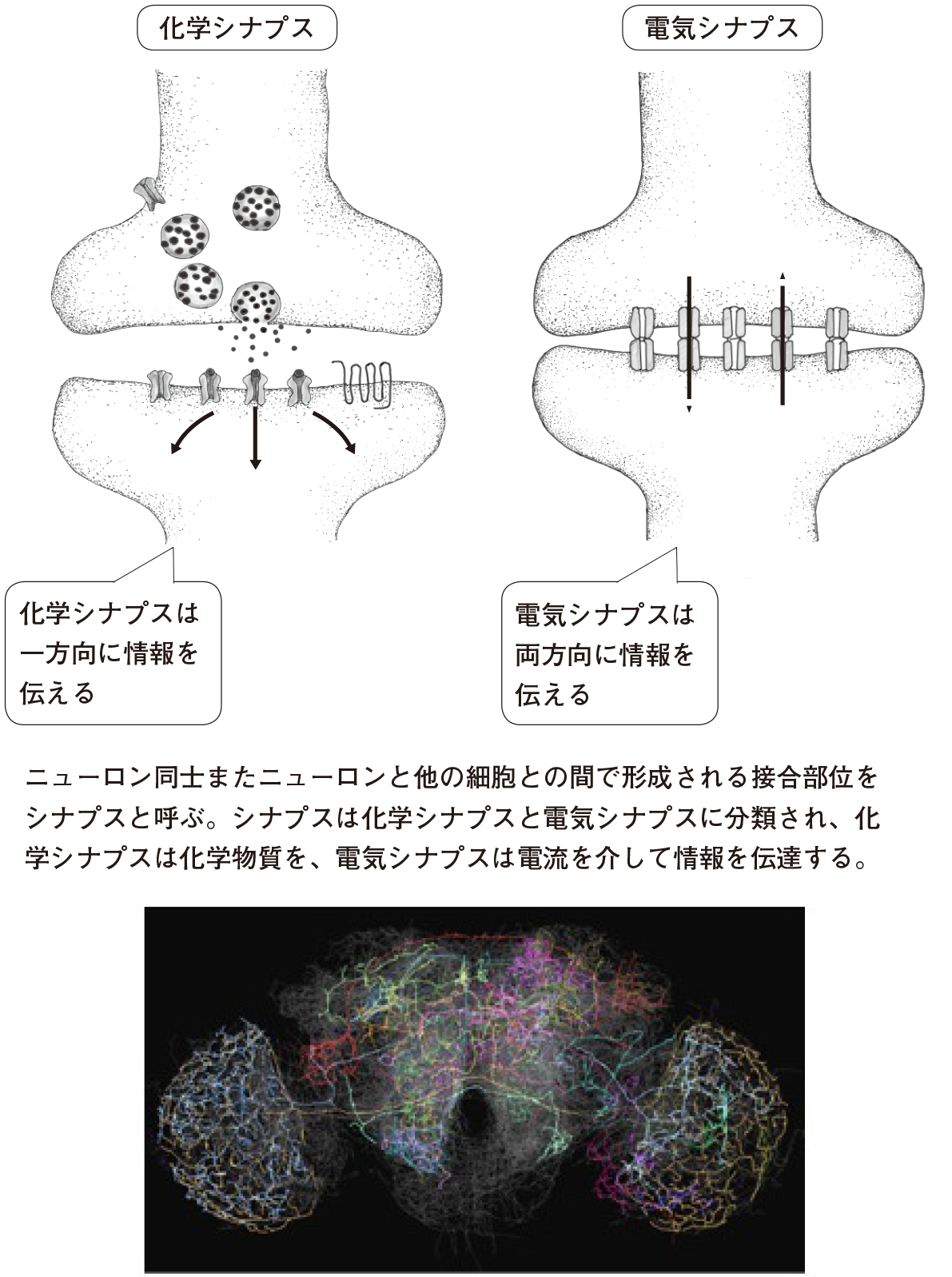 第４章 小型でハイスペックな脳の獲得 昆虫の脳 一色出版