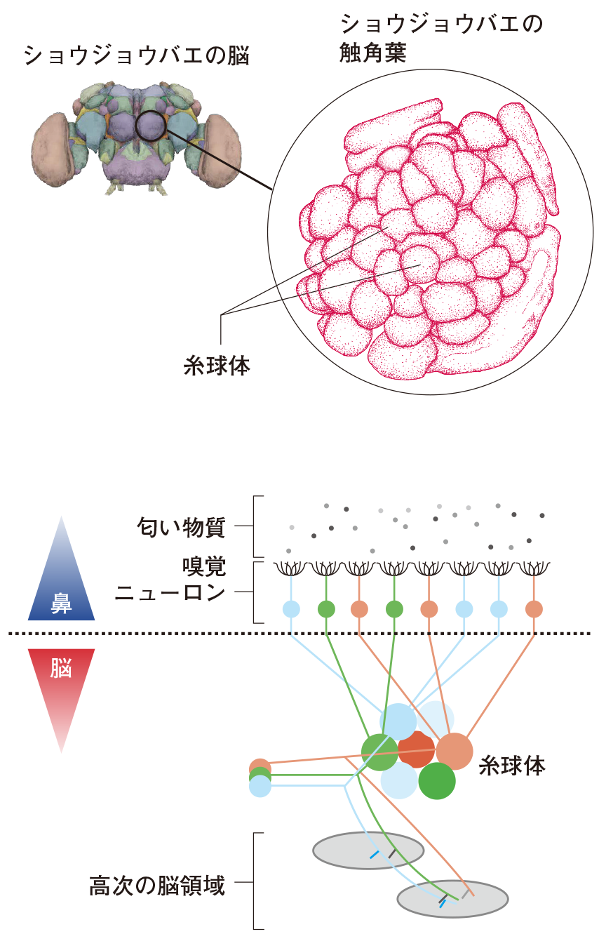 第４章 小型でハイスペックな脳の獲得 昆虫の脳 一色出版