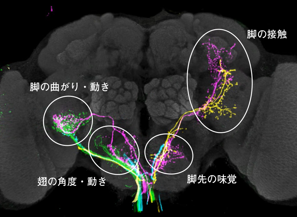 第4章 小型でハイスペックな脳の獲得―昆虫の脳 | 一色出版