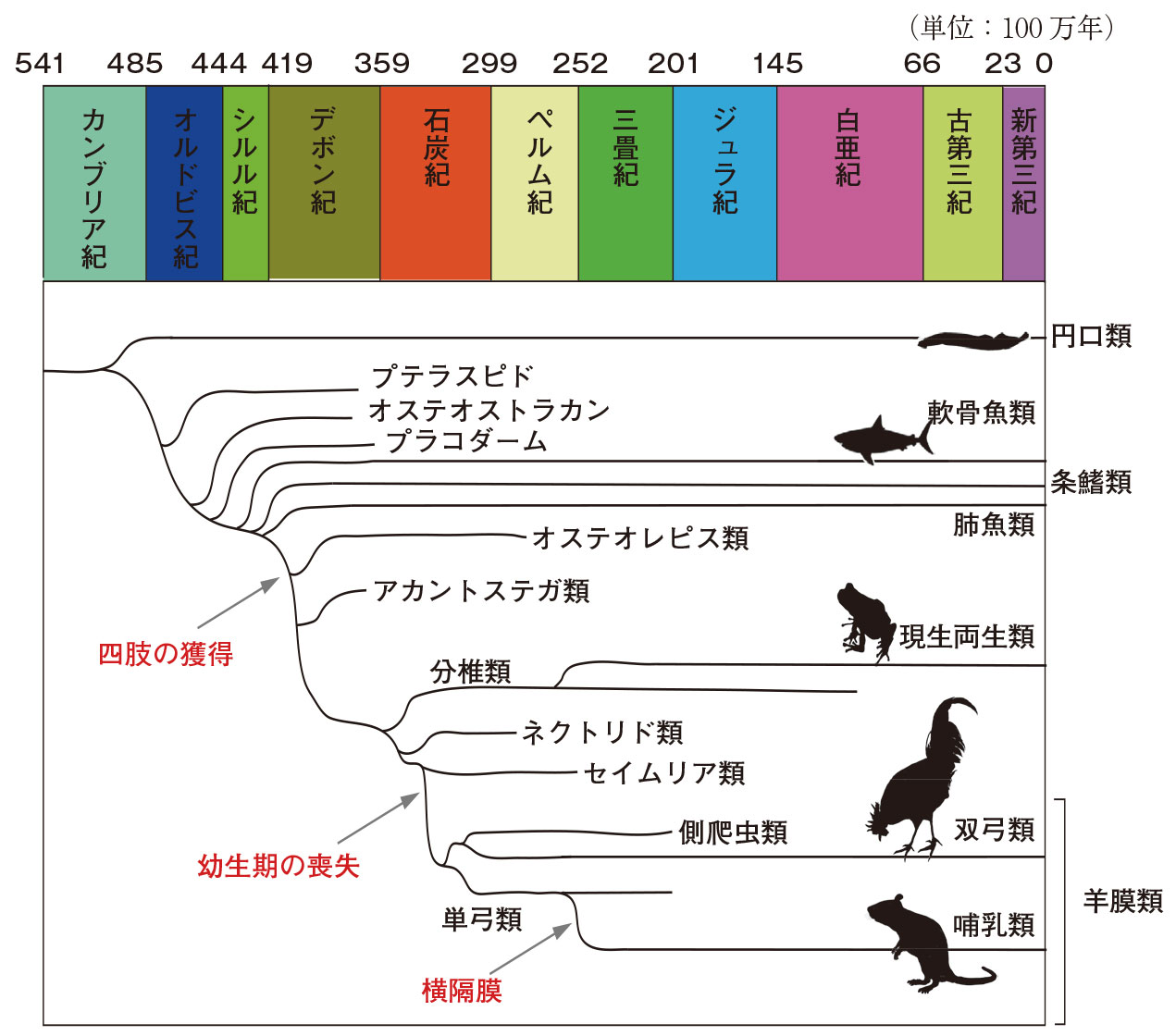 第7章 脊椎動物の脳の起源︱円口類の脳 | 一色出版