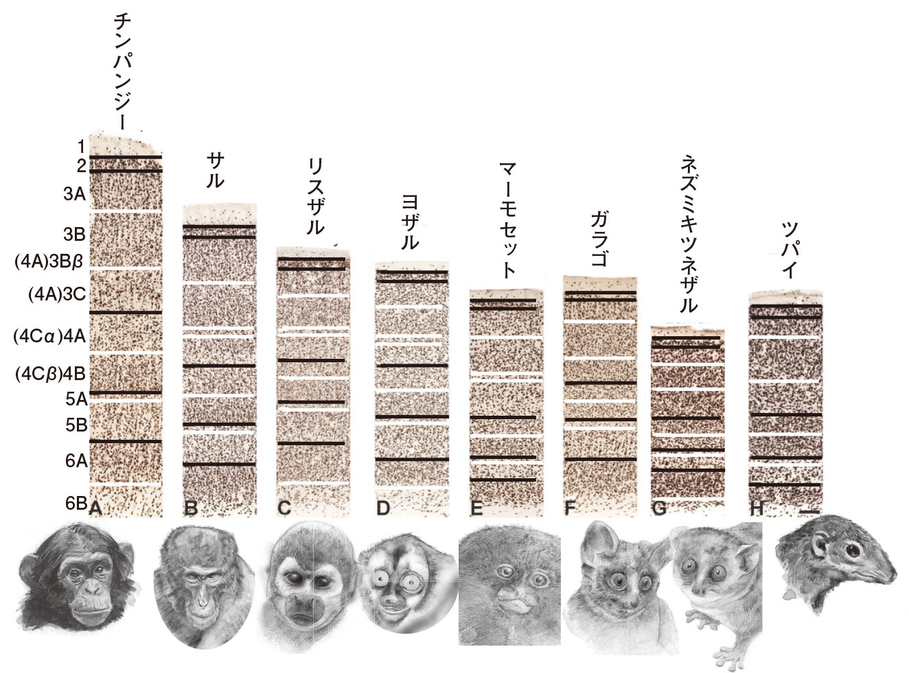 図３．様々な哺乳類の大脳皮質。皮質６層構造は哺乳類で保存されている（霊長類では6A,Bなどのサブレイヤーが存在する。また、鯨類では4層が認められない）。［Balaramら（2014）より作成］