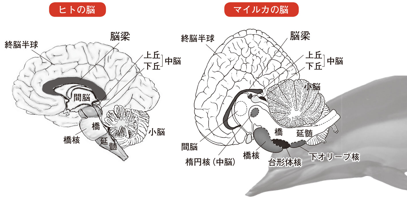 第12章 水中生活への挑戦 クジラ類の脳 一色出版