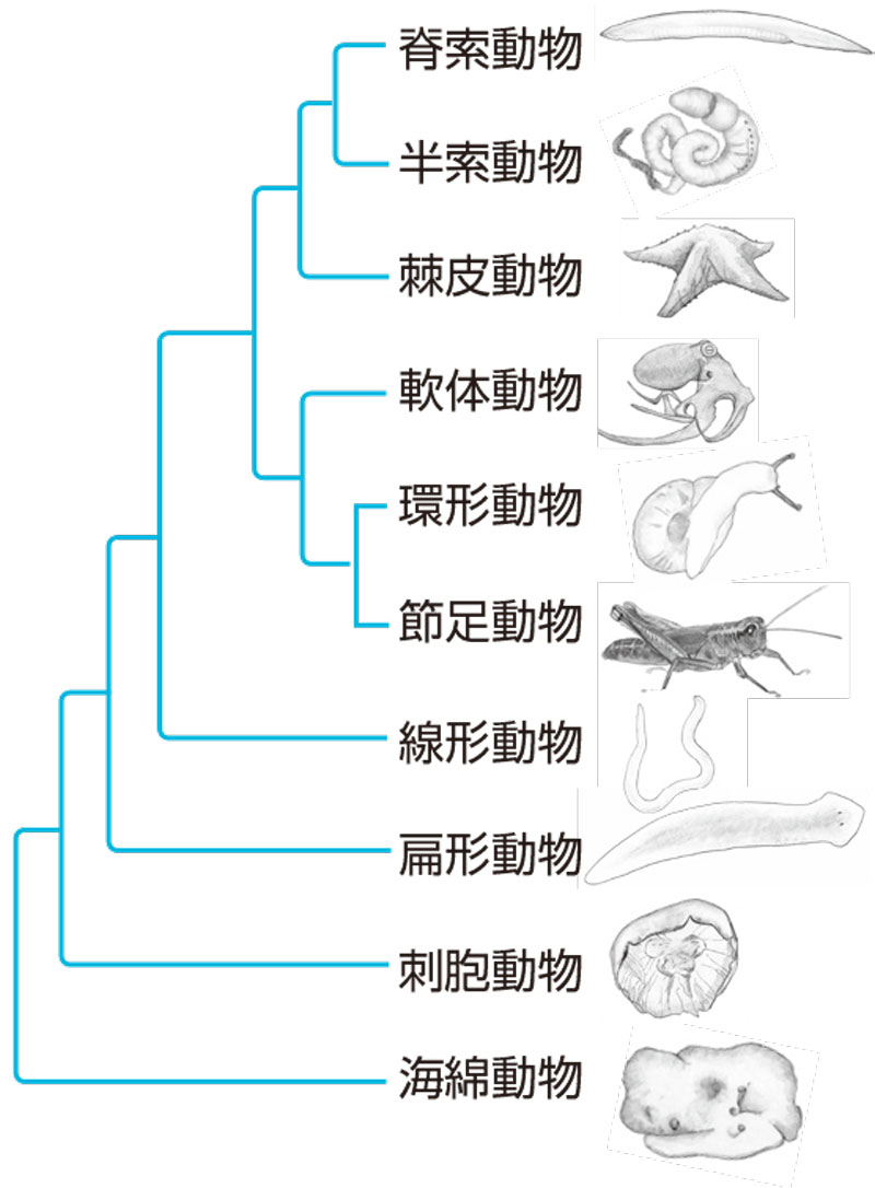 無 脊椎 動物 の 進化