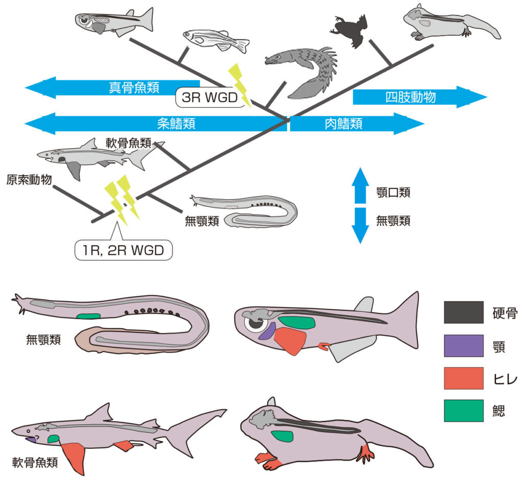 第1章 進化と現生生物 一色出版 第1章 進化と現生生物 一色出版