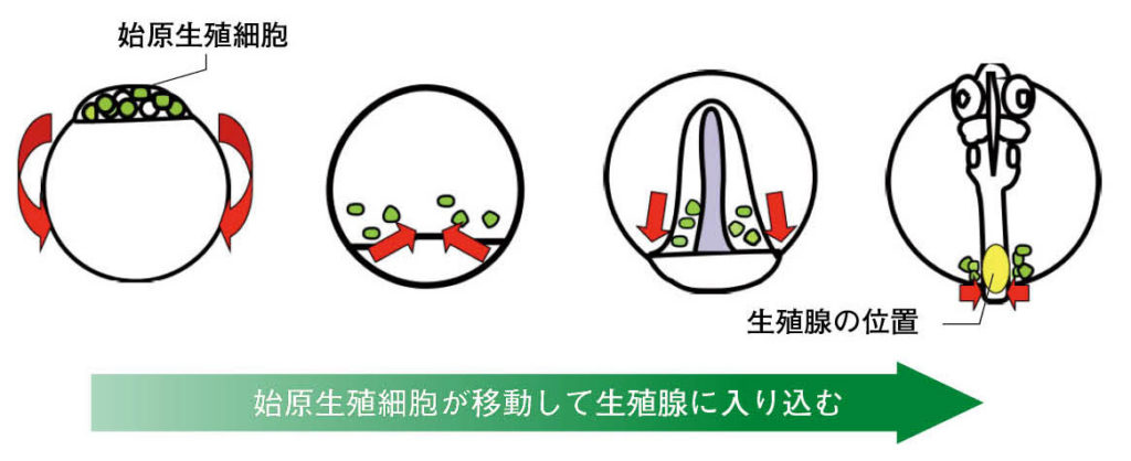 オンライン版プレゼント（遺伝子から解き明かす性の不思議な世界