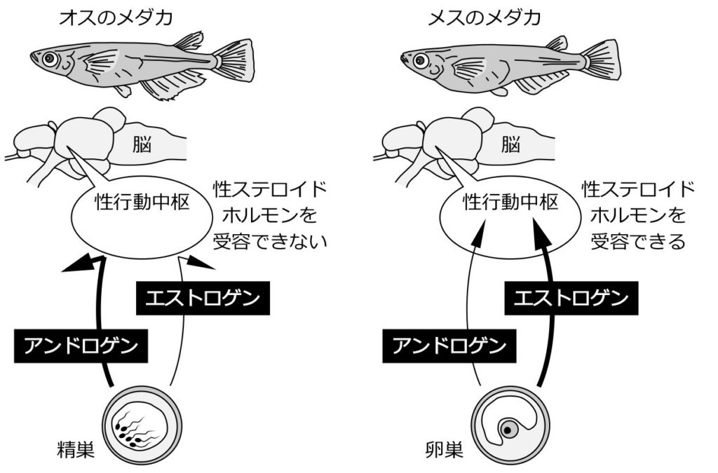 第２章 魚の性 自由に転換する性 一色出版