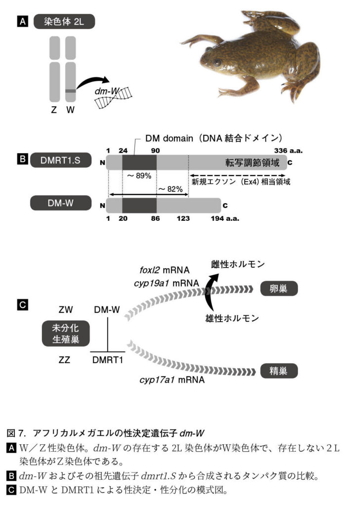 ヒキガエルの生物学 セイブヒキガエル - Wikipedia