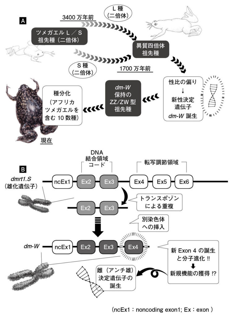 染色体 異種 交配