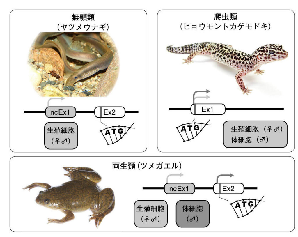 第３章 両生類の性 せめぎ合う性決定様式 一色出版