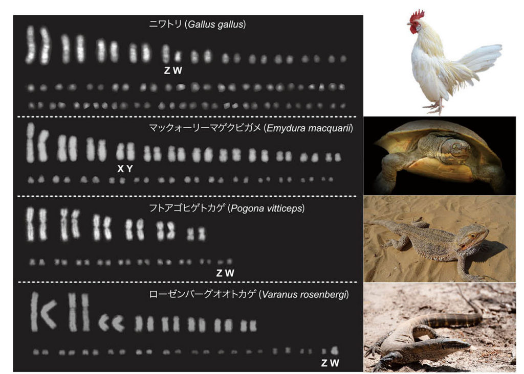 オンライン版プレゼント（遺伝子から解き明かす性の不思議な世界
