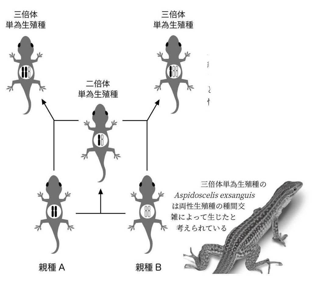 第4章 爬虫類の性︱環境で決まる性 | 一色出版