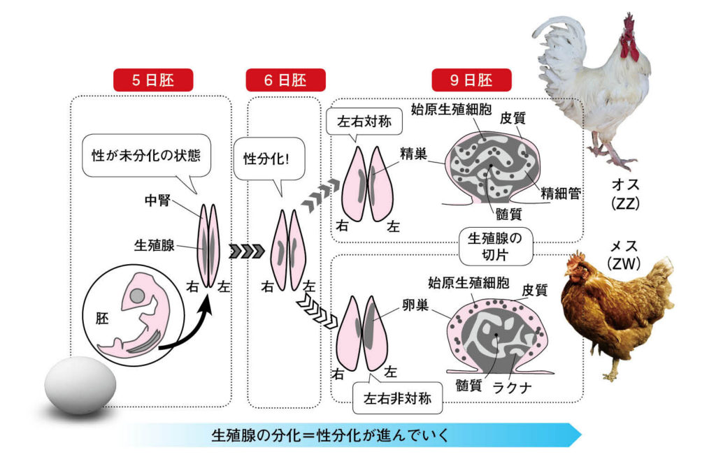 第5章 鳥の性 遺伝子と性ホルモンがせめぎ合う性 一色出版 第5章 鳥の性 遺伝子と性ホルモンがせめぎ合う性 一色出版