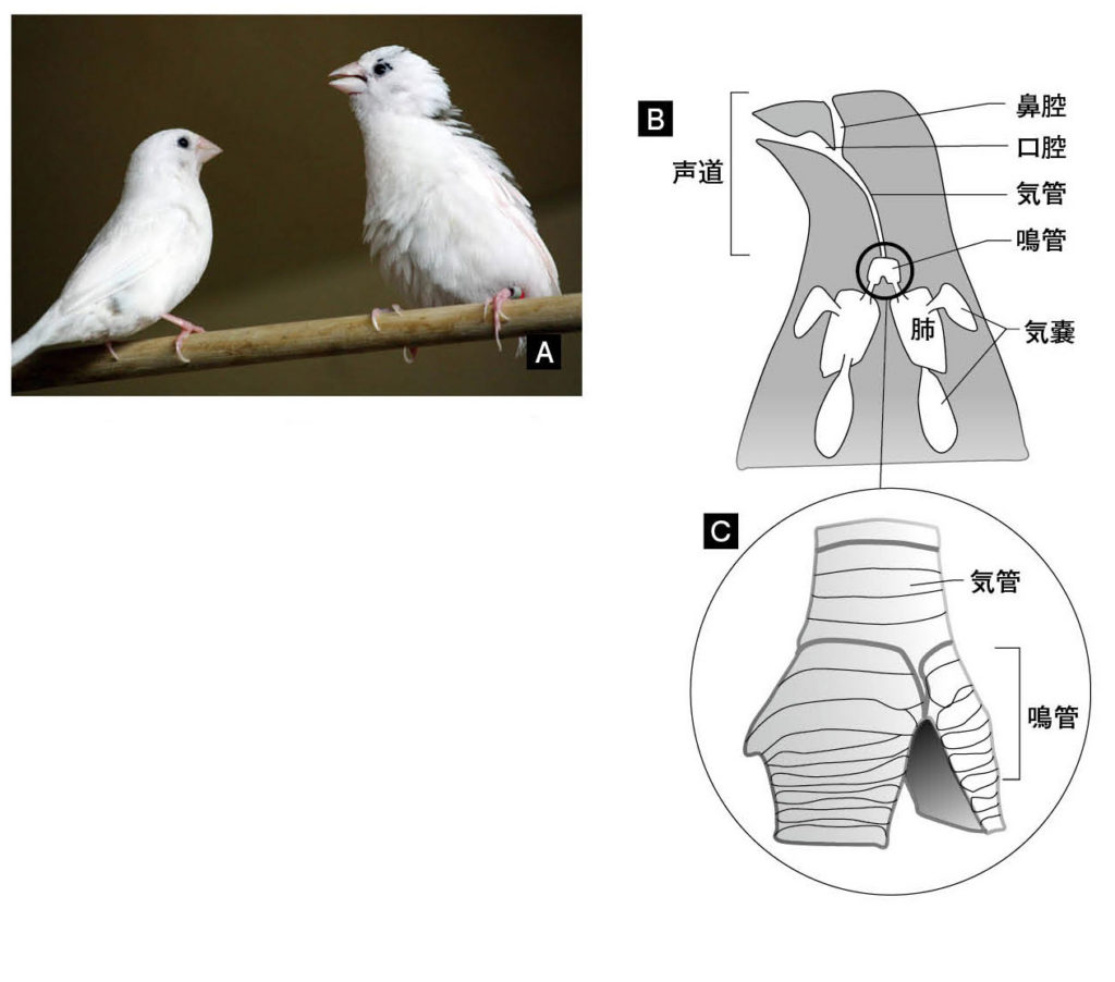 第５章 鳥の性 遺伝子と性ホルモンがせめぎ合う性 一色出版
