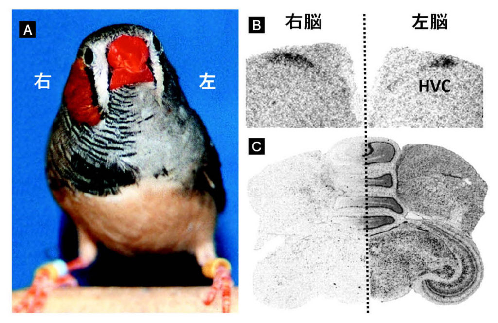 第5章 鳥の性︱遺伝子と性ホルモンがせめぎ合う性 | 一色出版