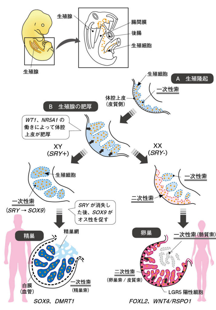 第６章 哺乳類の生殖腺の性 精巣 卵巣から生まれる性 一色出版