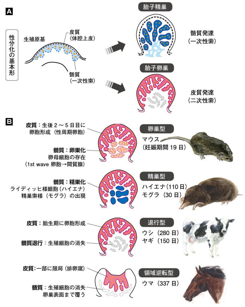第6章 哺乳類の生殖腺の性︱精巣・卵巣から生まれる性 | 一色出版