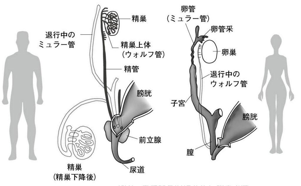 生殖腺