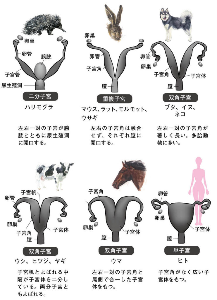 第6章 哺乳類の生殖腺の性︱精巣・卵巣から生まれる性 | 一色出版