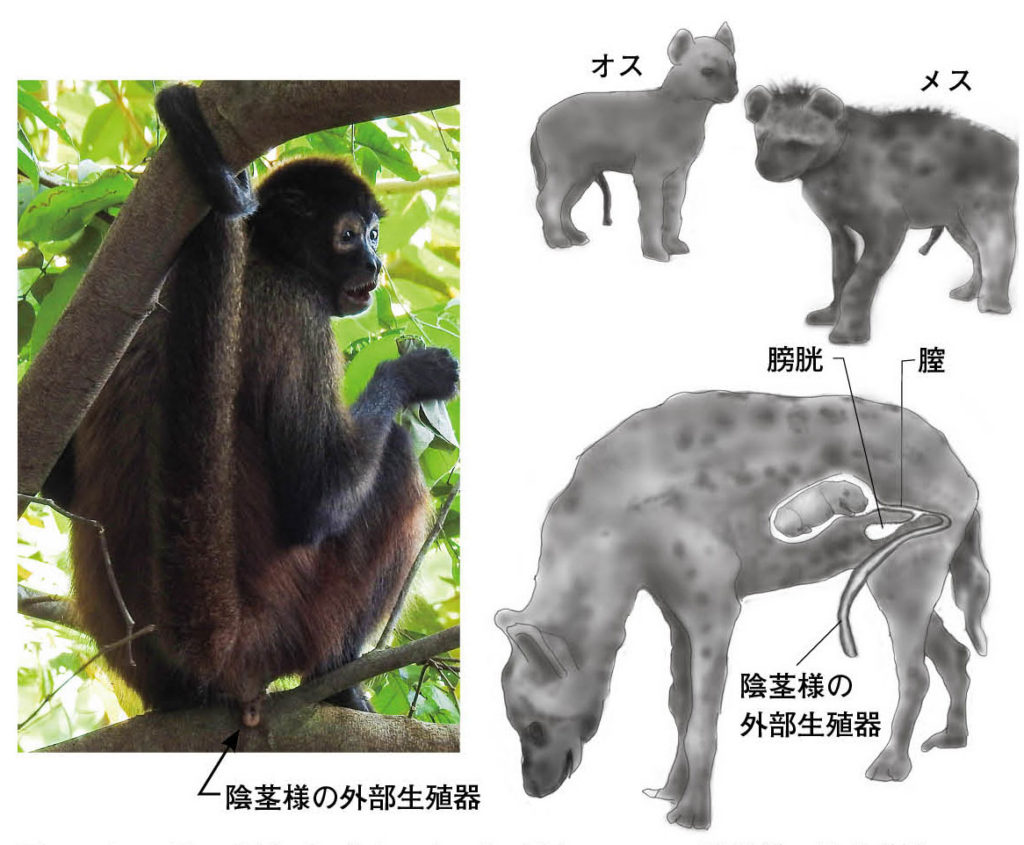 第６章 哺乳類の生殖腺の性 精巣 卵巣から生まれる性 一色出版