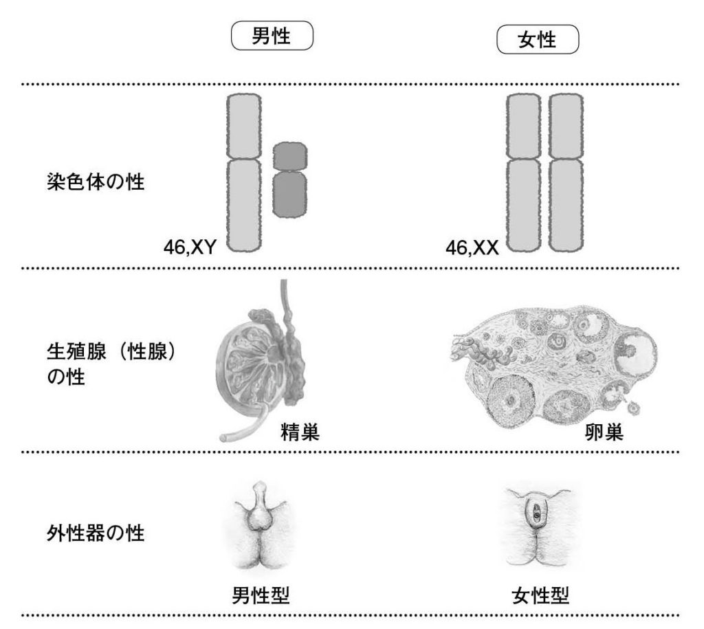 第8章 ヒトの性 典型的な男 女とは 一色出版 第8章 ヒトの性 典型的な男 女とは 一色出版