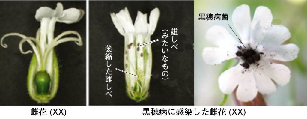 第10章 植物の性 性決定の新たな世界 一色出版