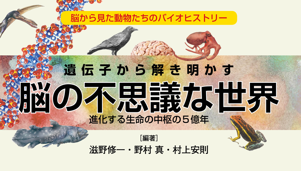 第12章 水中生活への挑戦 クジラ類の脳 一色出版