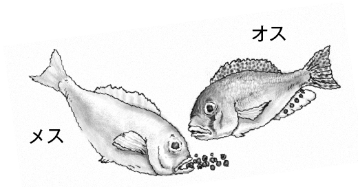 シクリッドの不思議な交尾スタイルと子育て（遺伝子から