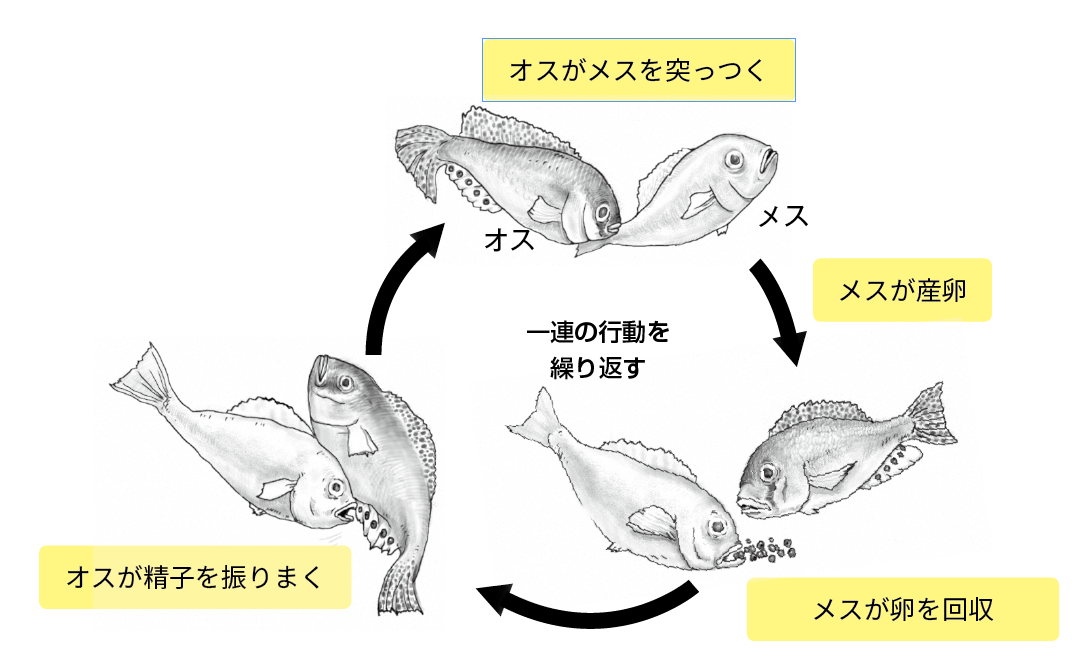 雌の体内および稚魚としての生きた担い手の発育期間