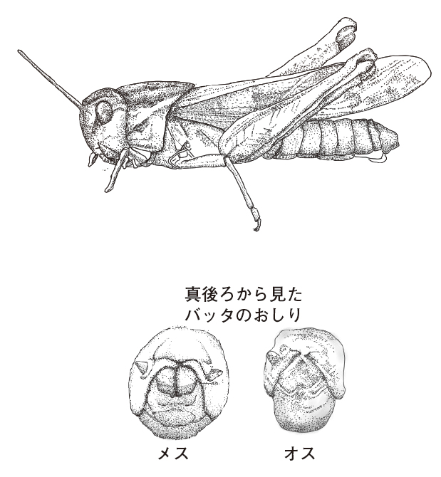 オスとメスの見分けかた 昆虫たちの不思議な性の世界 一色出版