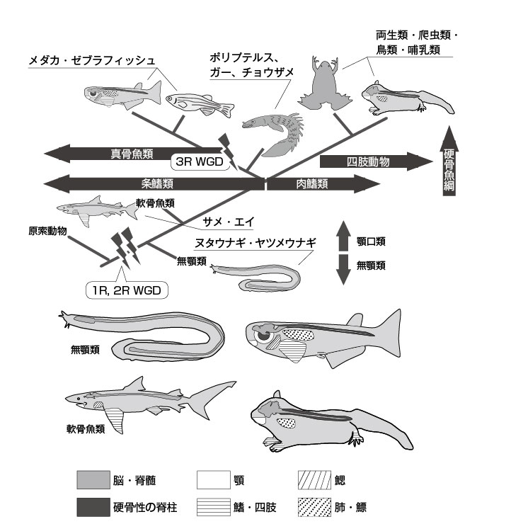 第1章 進化と現生生物 一色出版
