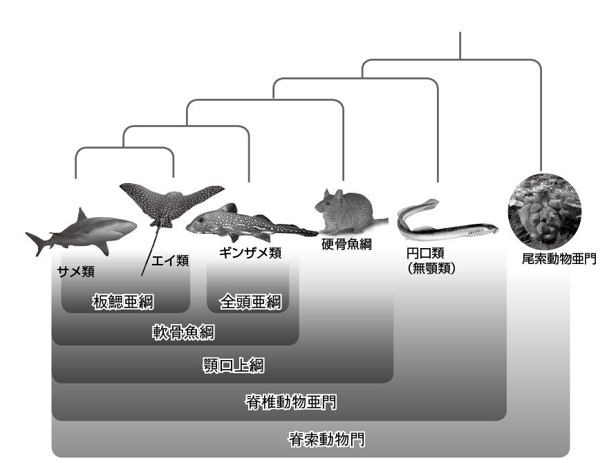 第２章 サメの不思議と生態 軟骨魚綱は原始的な魚なのか 一色出版