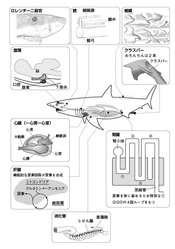 第２章 サメの不思議と生態 軟骨魚綱は原始的な魚なのか 一色出版