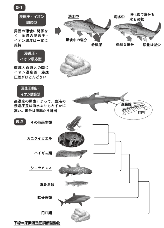 第２章 サメの不思議と生態 軟骨魚綱は原始的な魚なのか 一色出版