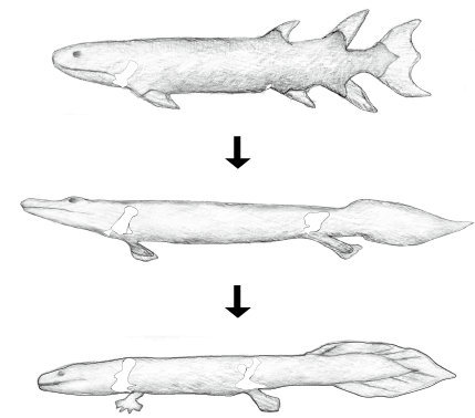 第3章 硬骨魚類の多様な生存戦略が もたらす進化 | 一色出版