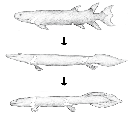 第3章 硬骨魚類の多様な生存戦略が もたらす進化 一色出版