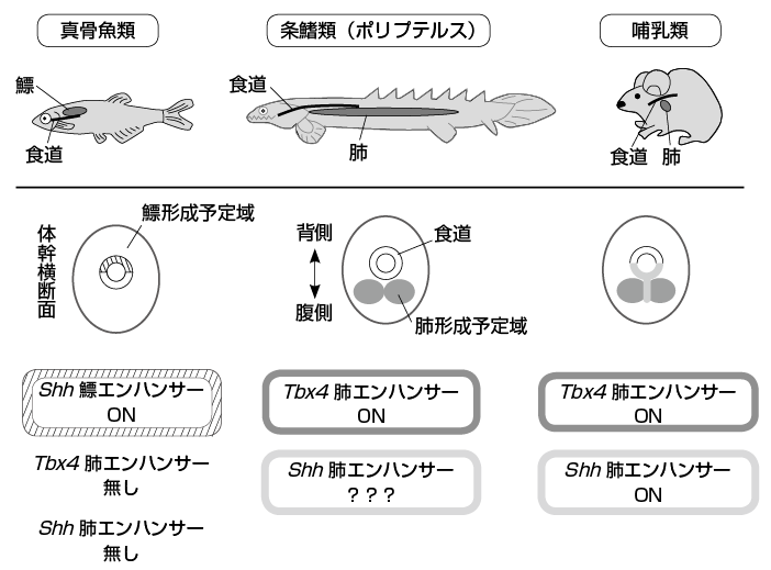条鰭類と肉鰭類の違いは何ですか？