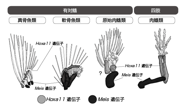 送料無料/新品】 入手困難 日本産硬骨魚類の中軸骨骼の比較研究 ノン 