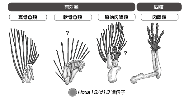 第3章 硬骨魚類の多様な生存戦略が もたらす進化 一色出版 第3章 硬骨魚類の多様な生存戦略が もたらす進化 一色出版