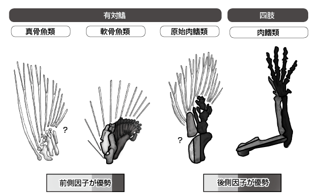 送料無料/新品】 入手困難 日本産硬骨魚類の中軸骨骼の比較研究 ノン 