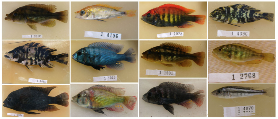 第4章 閉ざされた湖で起こった進化：アフリカンシクリッドの世界