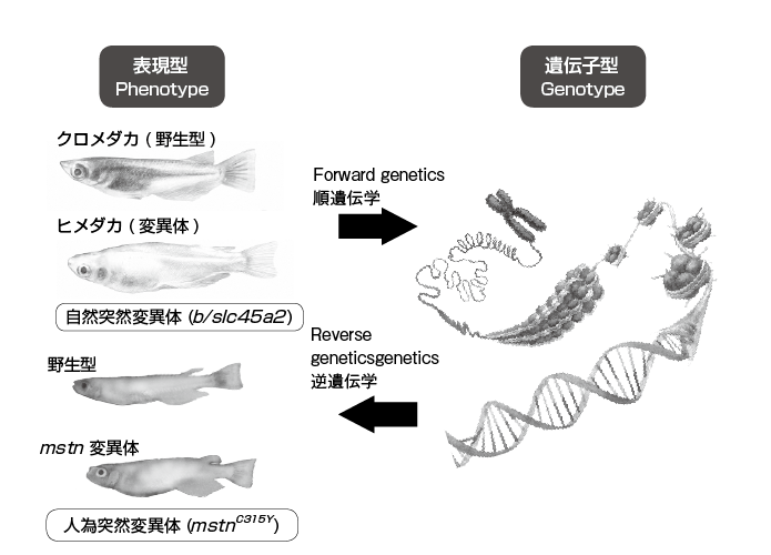 次 世代 型 モザイク 破壊